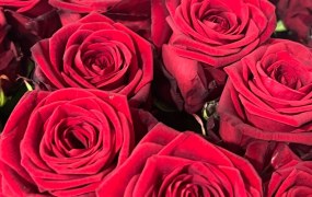 Eine Rose für jeden Gast